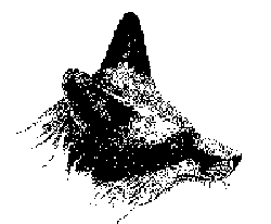 Tegning af en ræv
