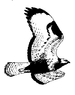 Tegning af flyvende spurvehøg